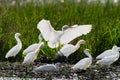 Group of cattle egret on rice farm. Royalty Free Stock Photo