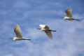 Cattle Egrets in Flight