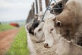 A group of cattle herded in confinement in a cattle farm in Brazil Royalty Free Stock Photo