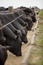 A group of cattle herded in confinement in a cattle farm in Brazil Royalty Free Stock Photo