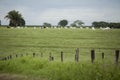 A group of cattle herded in confinement in a cattle farm in Brazil Royalty Free Stock Photo