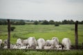 A group of cattle herded in confinement in a cattle farm in Brazil Royalty Free Stock Photo