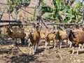 A group of cattle in an open pen. Royalty Free Stock Photo