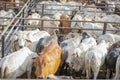 Group of cattle in the stable