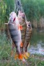 Group caught perch