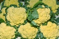 Group of cauliflower