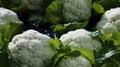 Group of Cauliflowers with Green Leaves Background Selective Focus Royalty Free Stock Photo