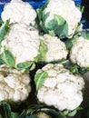 Group of cauliflowers with green leaves.fresh. green. Royalty Free Stock Photo