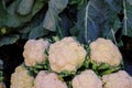 Group of cauliflowers with green leaves. Healthy fresh cauliflowers are grown on an organic farm. Royalty high-quality free stock Royalty Free Stock Photo