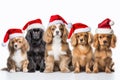 Group of Cavalier King Charles Spaniel dogs in Santa Claus hats. isolated on white background, A group of dogs, adorned with Royalty Free Stock Photo