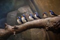 group of cave swallows resting on a branch near the cave