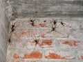 Group of cave weta. Giant flightless crickets endemic to New Zealand on Maud Island, Marlborough Sounds Royalty Free Stock Photo