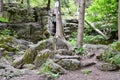 Group of cedar trees growing on top of limestone rocks along hiking trail