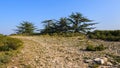 A group of cedar trees on a sunny day