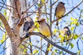 A group of Cedar Waxwing Bombycilla cedrorum sitting in a birch tree on a sunny spring day, San Francisco bay area, California