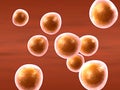Group of cells (oocytes) Royalty Free Stock Photo