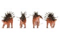 Group of centrosaurs on a white background Royalty Free Stock Photo
