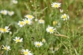 Group of Chamaemelum nobile commonly known as chamomile or common chamomile or Roman perennial herb of the Asteraceae family with Royalty Free Stock Photo