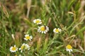 Group of Chamaemelum nobile commonly known as chamomile or common chamomile or Roman perennial herb of the Asteraceae family with Royalty Free Stock Photo