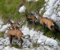 Group of Chamois Royalty Free Stock Photo