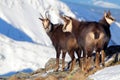 Group of Chamois at winter in Slovakia