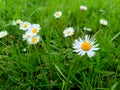 Group of chamomile on grass background