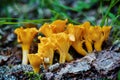 Group of chanterelle mushroom in the wood, CANTHARELLUS CIBARIUS Royalty Free Stock Photo