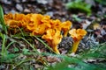 Group of chanterelle mushroom in the wood, CANTHARELLUS CIBARIUS