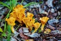 Group of chanterelle mushroom in the wood, CANTHARELLUS CIBARIUS Royalty Free Stock Photo