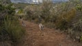 A group of charming ring-tailed lemurs catta walks along a dirt path in the park. Royalty Free Stock Photo