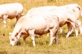 Group of Charolis cows grazing in a sunny, french hayfield
