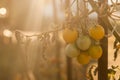 Group of cheery tomatoes in the morning light Royalty Free Stock Photo