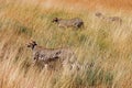 Group cheetah hunts Serenegeti national park. Africa. Tanzania. Hiding in the tall grass Royalty Free Stock Photo