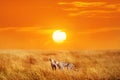 Group of cheetahs in the African National Park. Sunset backgrou Royalty Free Stock Photo