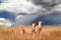 Group of cheetahs in the African savannah. Africa, Tanzania, Serengeti National Park.  Wild life of Africa. Royalty Free Stock Photo