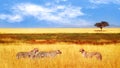 Group of cheetahs in the African savannah. Africa, Tanzania, Serengeti National Park. Wild life of Africa. Royalty Free Stock Photo