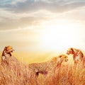 Group of cheetahs in the African savannah. against beautiful sky. Tanzania, Serengeti National Park. Wild life of Africa.