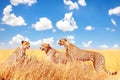 Group of cheetahs in the African savannah against a blue sky with clouds. Africa, Tanzania, Serengeti National Park. Royalty Free Stock Photo