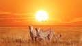 Group of cheetahs at beautiful orange sunset in the Serengeti National Park. Tanzania. Wild nature of Africa. Artistic african ima