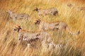 Group of cheetahs on the hunt . Serengeti National Park . Tanzania. Royalty Free Stock Photo