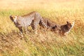 Group of cheetahs hunts in the African savannah. Africa. Tanzania. Serengeti National Park Royalty Free Stock Photo