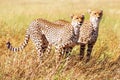 Group of cheetahs hunts in the African savannah. Africa. Tanzania. Serengeti National Park Royalty Free Stock Photo