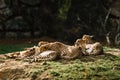 Group of cheetahs lying in the grass in the sun Royalty Free Stock Photo