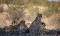 Group of Cheetahs relaxing in the wild and one looking at the camera