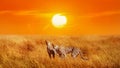 Group of cheetahs in the Serengeti National Park. Sunset background. Africa.