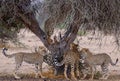 Group of cheetahs standing under the dry tree Royalty Free Stock Photo