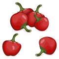 Group of Cherry Pepper. Cartoon style. Vector.