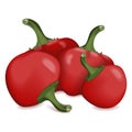 Group of Cherry Pepper. Vector illustration.