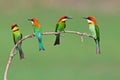 Group of Chestnut-headed Bee-eater