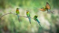 Group of Chestnut-headed bee-eaters perched on a branch with a beautifully blurred background